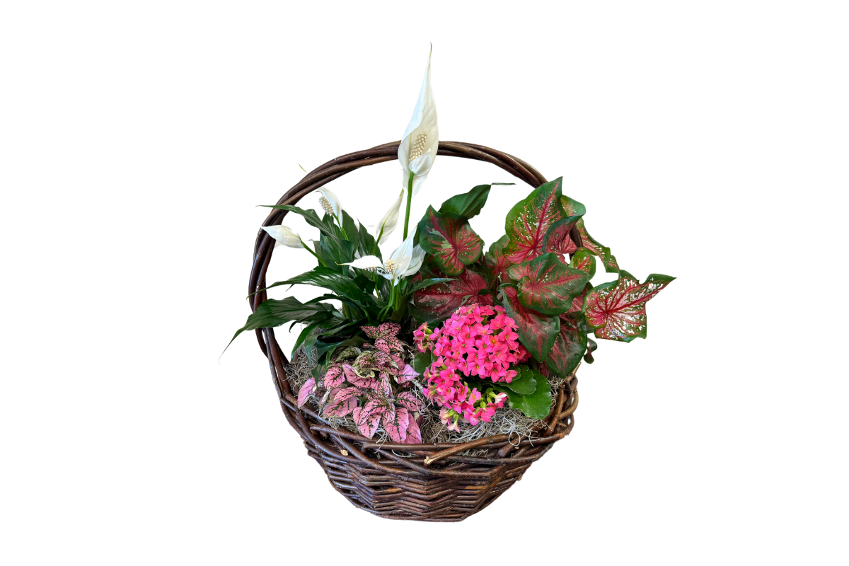 Peaceful Garden Plant Basket, Denton TX