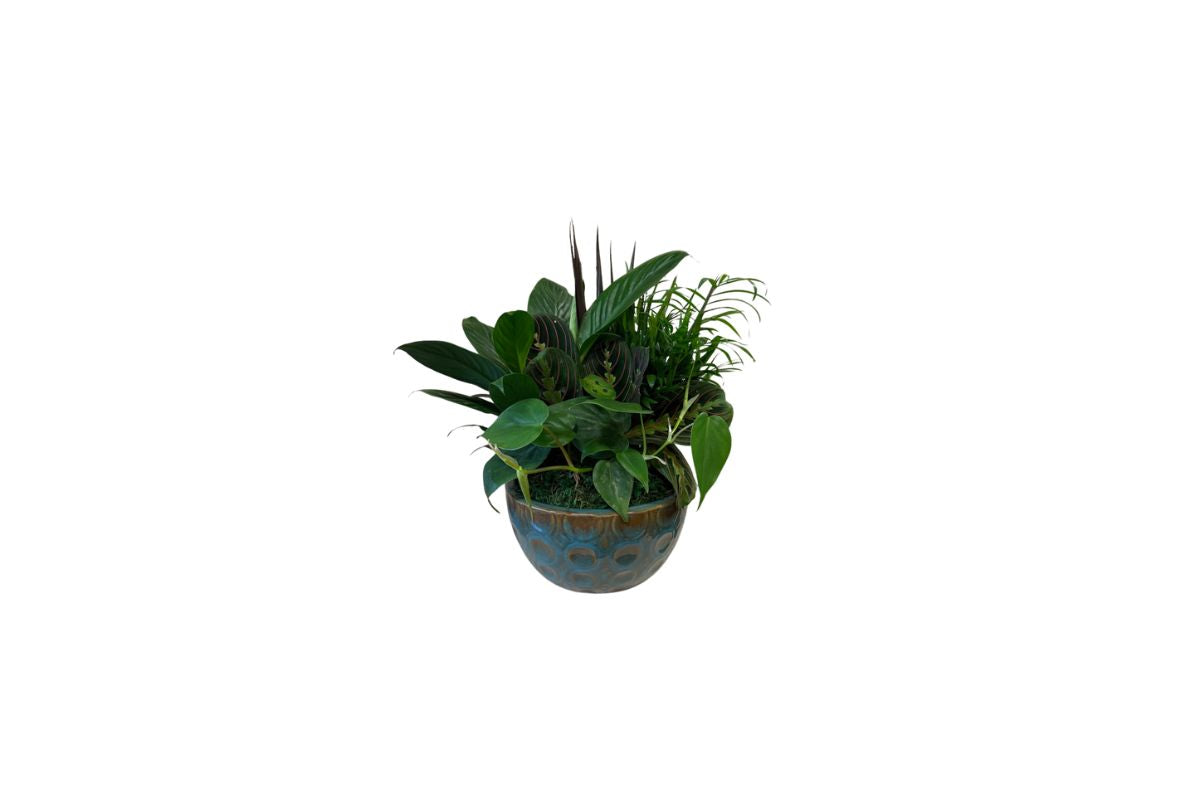 Denton Florist Plant Garden in Ceramic Pot 