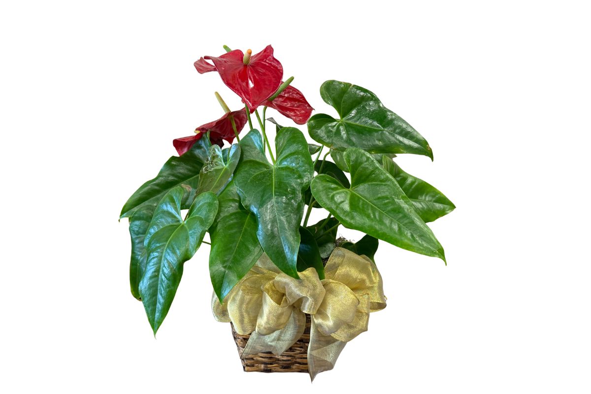 Red Anthurium Plant Gift Basket Denton Florist