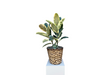 Denton Florist Rubber Tree Plant 