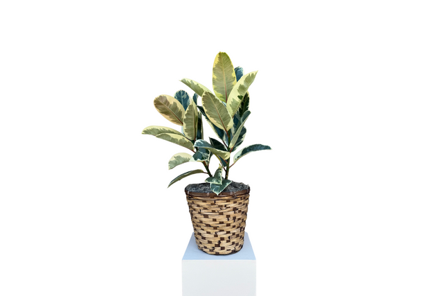 Denton Florist Rubber Tree Plant 