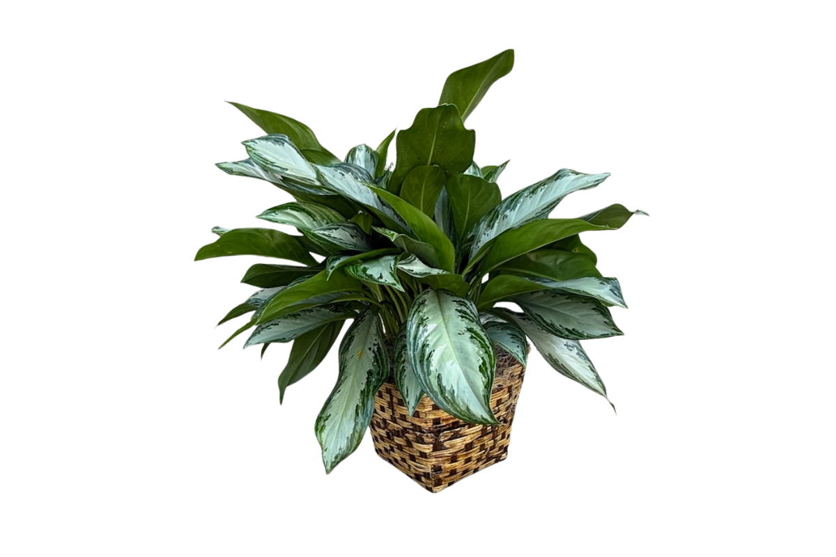 Silver Bay Aglaonema, 8" Pot