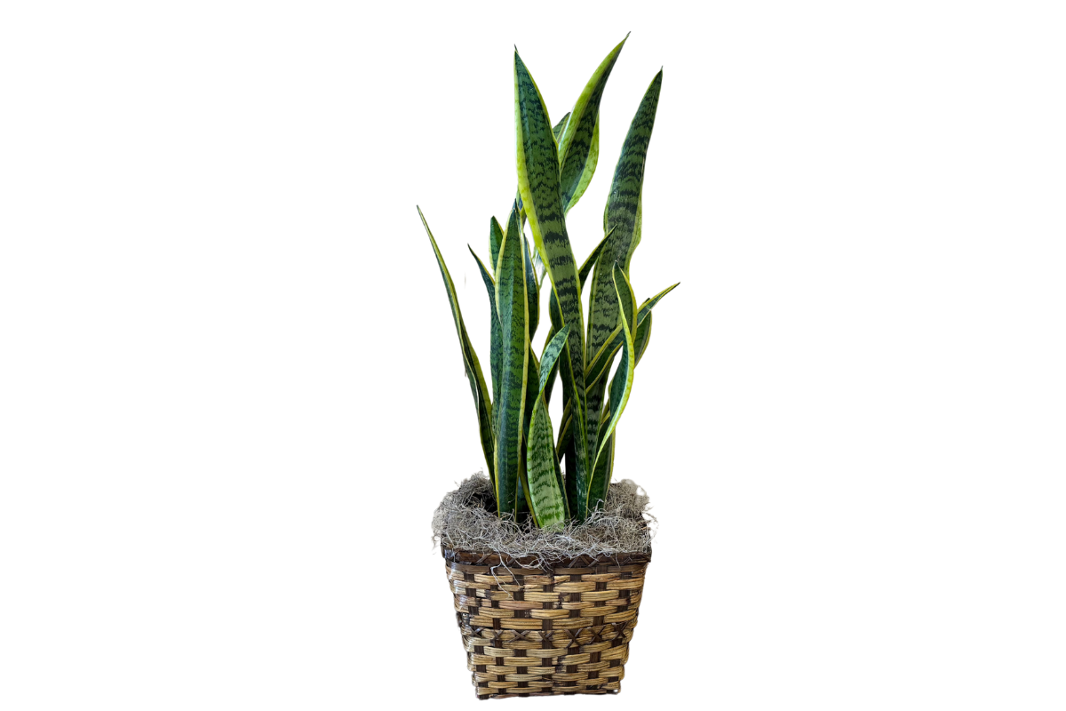 where to buy a snake plant near me Snake Plant, 8" Pot – Denton Florist