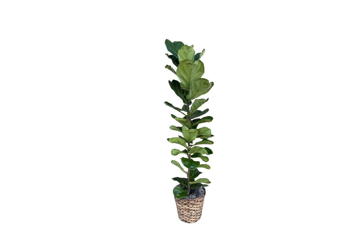 5 foot tall Ficus Lyrata Plant Denton Florist