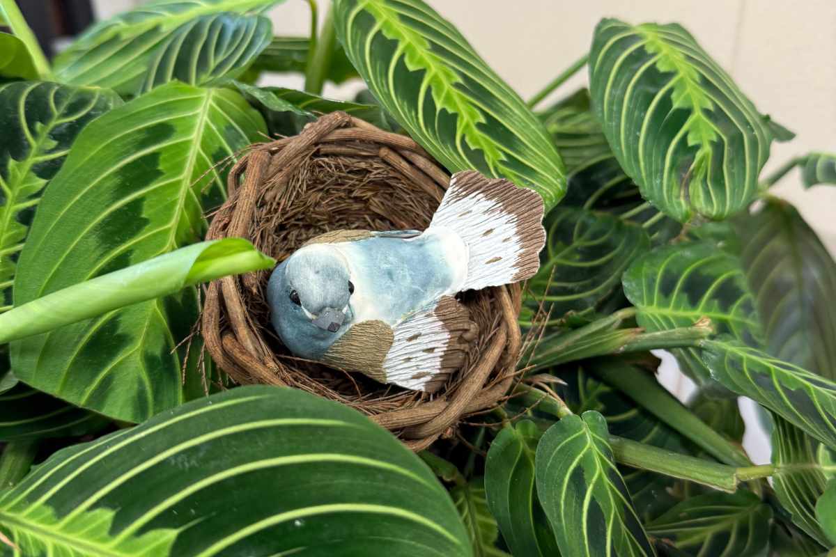 Lemon Lime Maranta (Prayer Plant), 8" Pot
