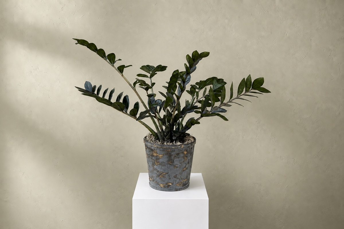 Black ZZ Plant at Denton Florist, Texas