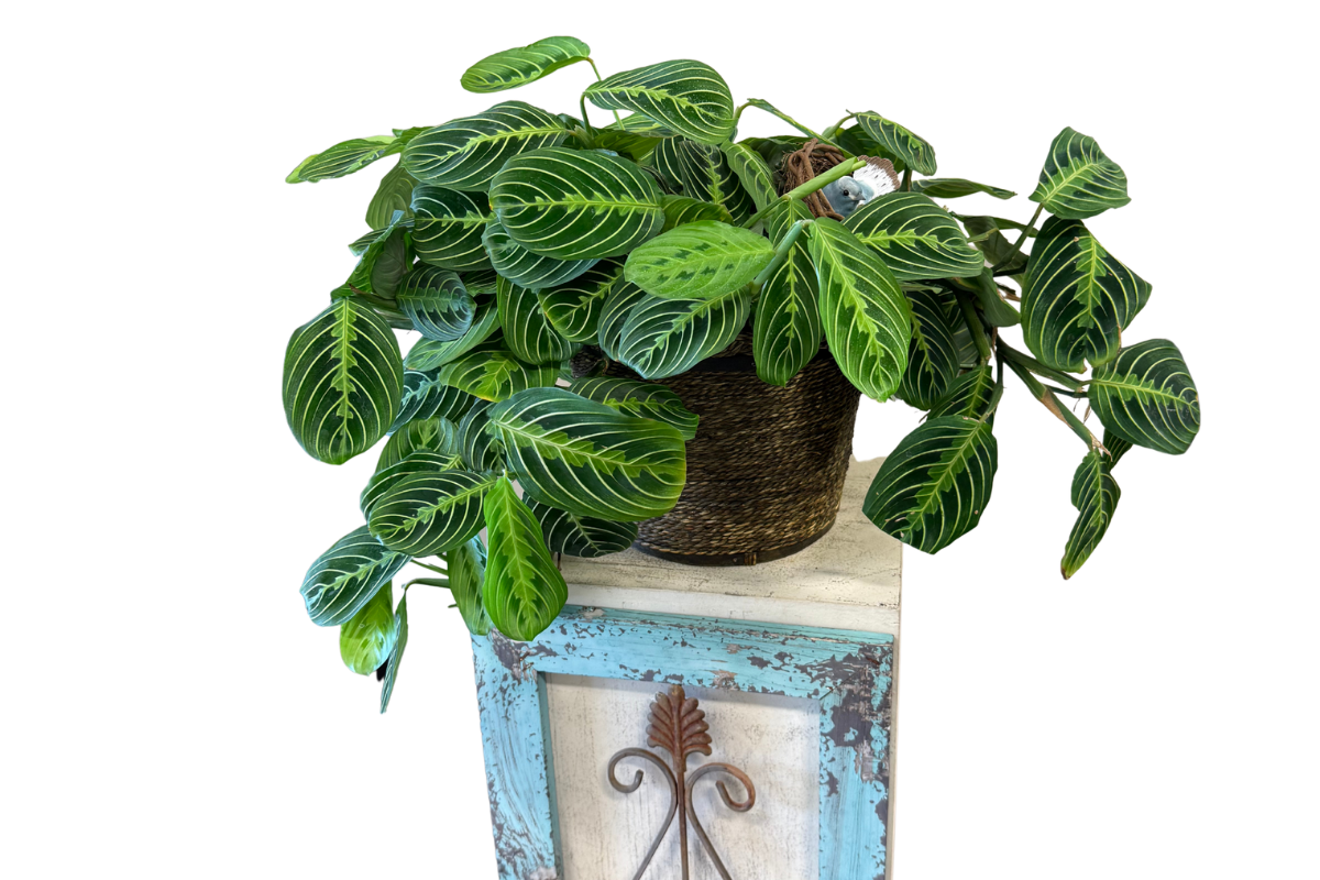 Lemon Lime Maranta (Prayer Plant), 8" Pot