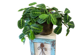 Lemon Lime Maranta (Prayer Plant), 8" Pot