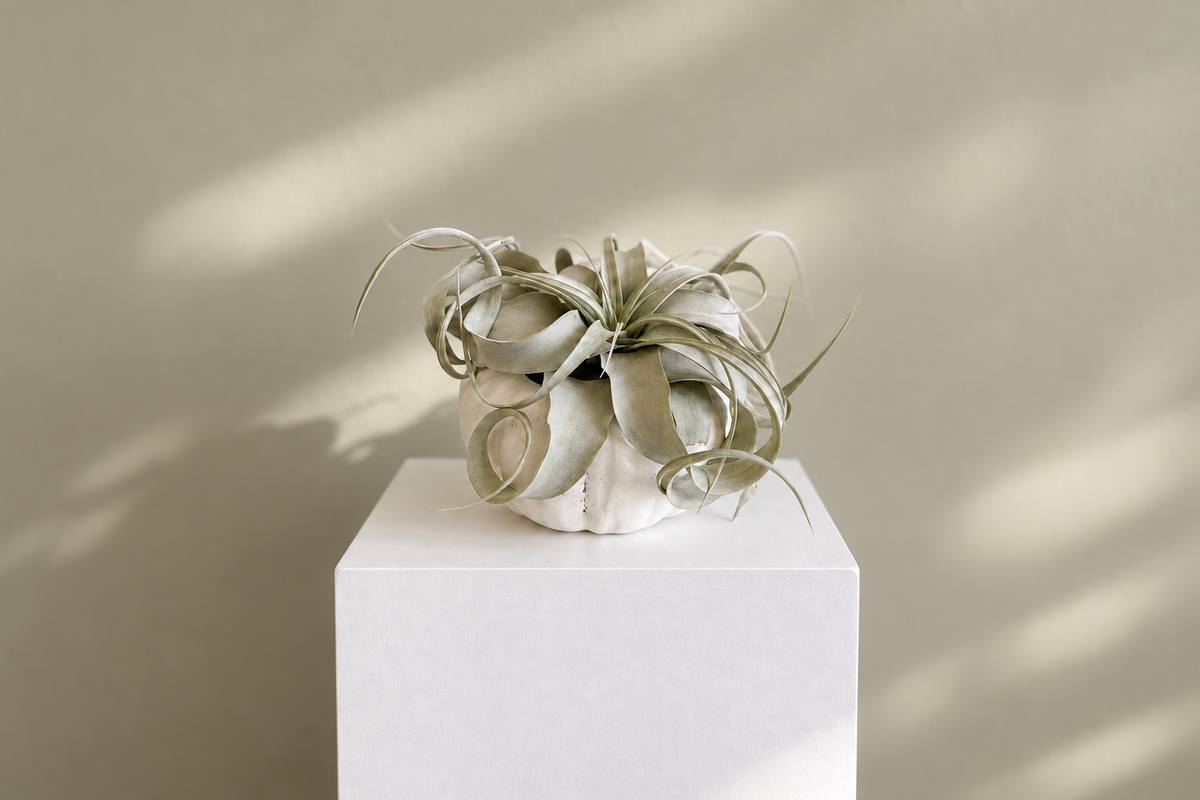 Xerographica Air Plant  at Denton Florist, Texas